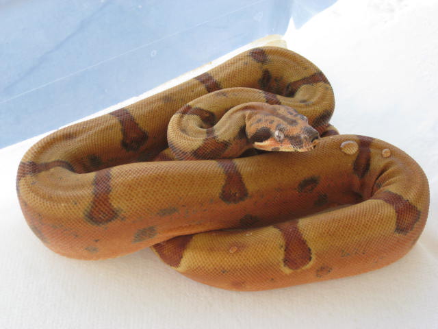 Male SS Jungle het Sharp