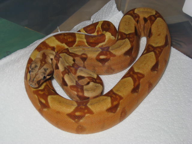 07 Female 66%DH Sharp albino