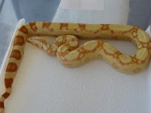 07 Female Sharp albino