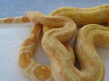 06 Male Sharp albino poss het Anery