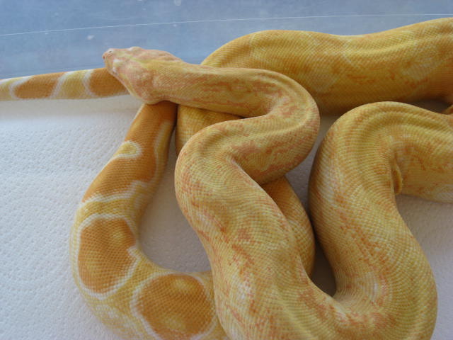 06 Male Sharp albino poss het Anery
