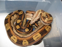 06 Pastel Motley Male