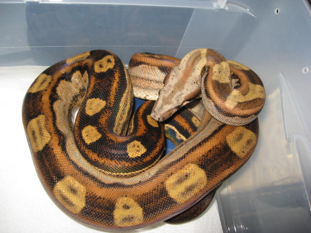 06 Pastel Motley Male