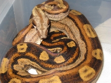 06 Pastel Motley Male