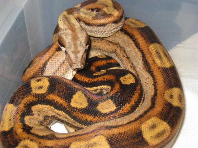 06 Pastel Motley Male
