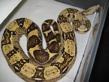 05 male t  albino