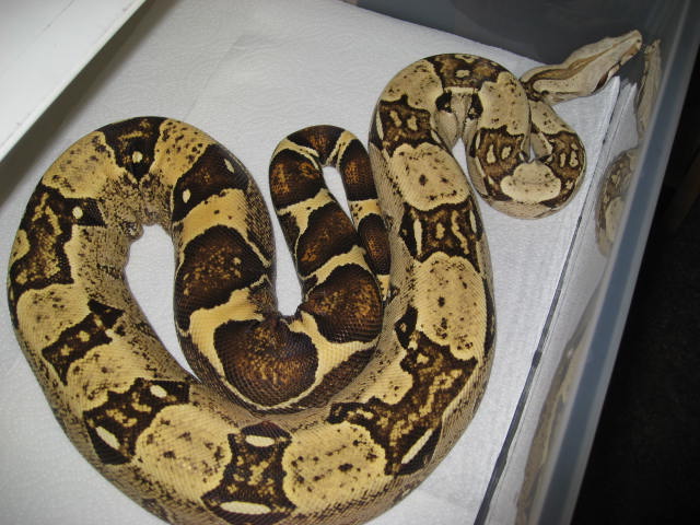 05 male t  albino