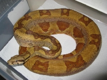 05 male hypo Jungle