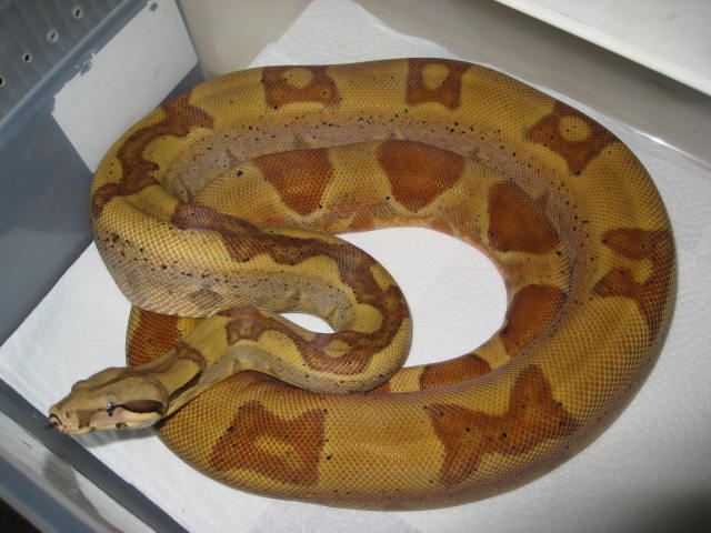 05 male hypo Jungle