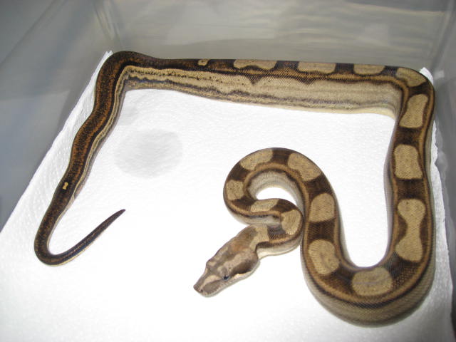 07 Male Motley het Sharp