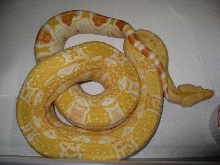 06 female Sharp albino