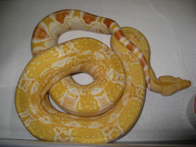 06 female Sharp albino