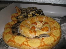 Sharp female and T pos,, Pastel Motley males.