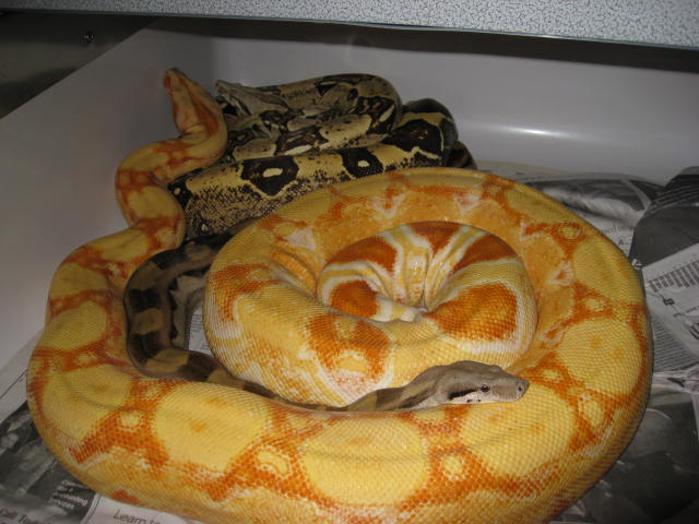 Sharp female and T pos,, Pastel Motley males.