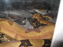 Hypo Jungle courting