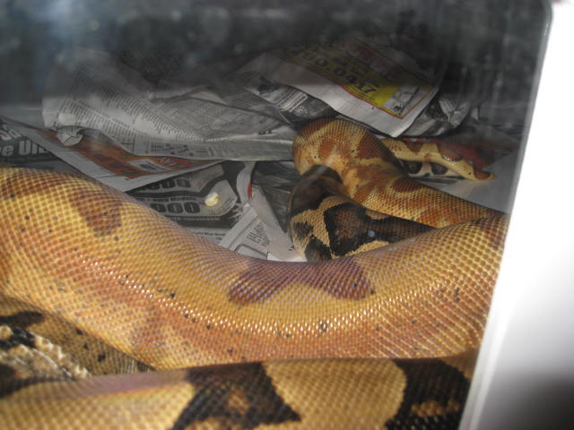 Hypo Jungle courting