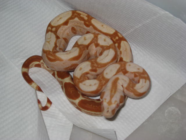 Sharp sunglow female