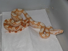 08 Sharp Albino Female