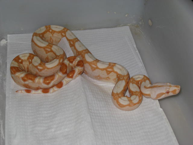 08 Sharp Albino Female