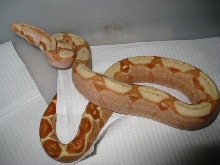 Sharp sunglow male