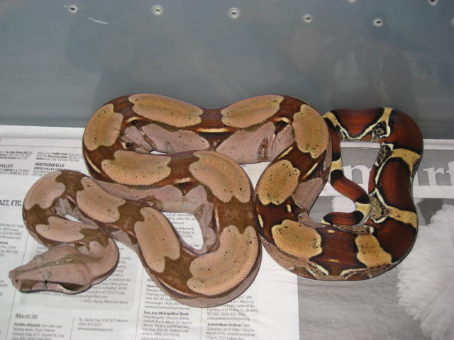 Suri