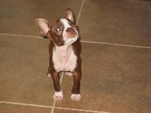 New Boston Terrier pup