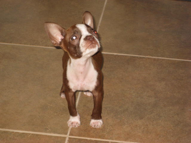 New Boston Terrier pup