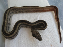 08 Striped Hypo Motley Male pic#2