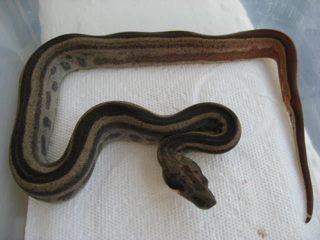 08 Striped Hypo Motley Male pic#2