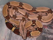 06 Suri Female