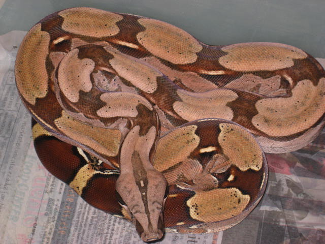 06 Suri Female