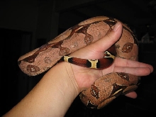 06 Suri Female