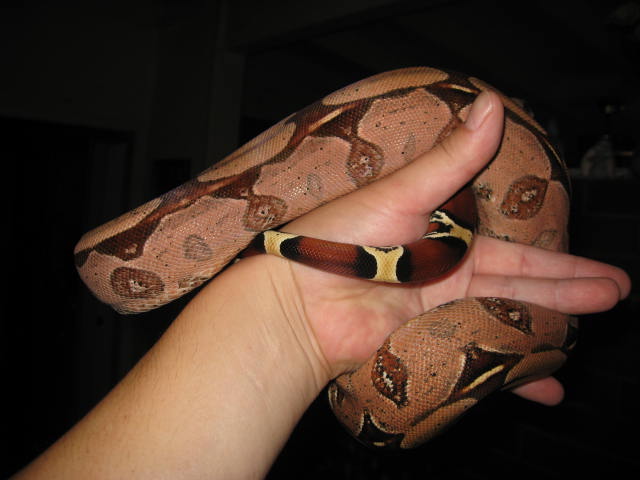 06 Suri Female