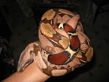 06 Suri Female
