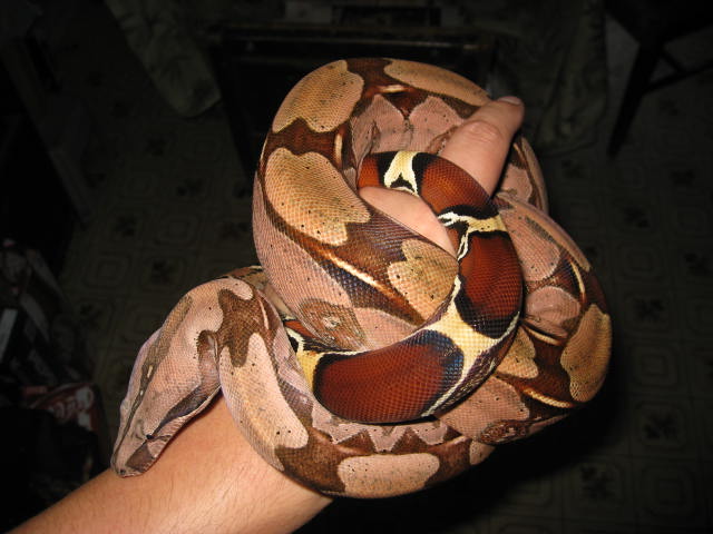 06 Suri Female