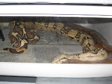 T  Boy and Hypo Arabesque Female going at it!