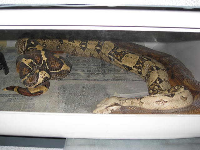 T  Boy and Hypo Arabesque Female going at it!