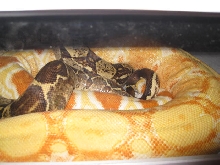 Special Sharp Breeding