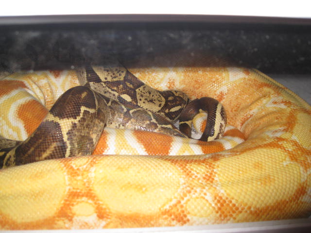 Special Sharp Breeding