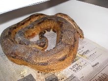 T  X  Hypo Arabesque Ovulation
