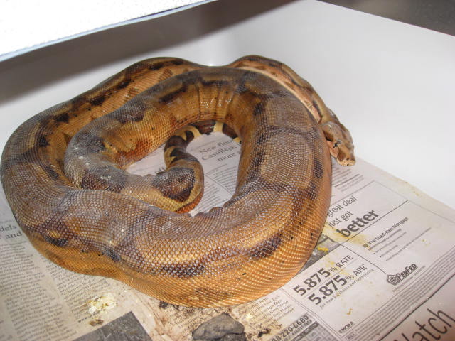 T  X  Hypo Arabesque Ovulation
