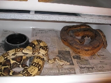 T  X  Hypo Arabesque Ovulation