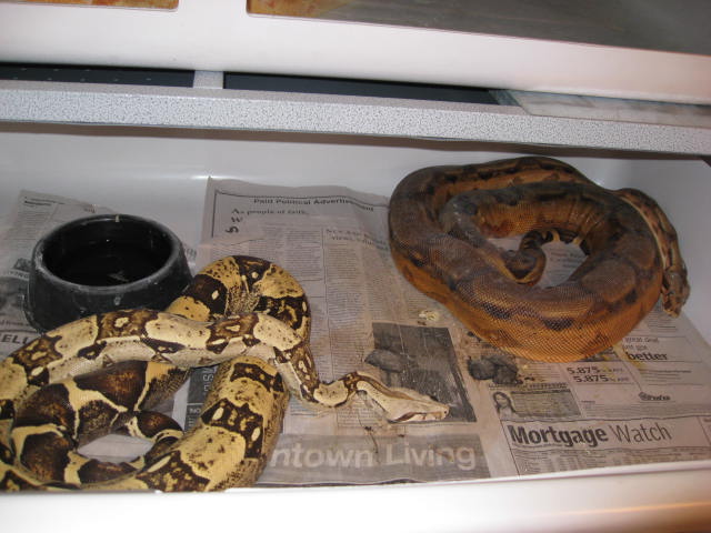 T  X  Hypo Arabesque Ovulation