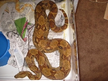 Triple het Sharp female X Sharp pos het Snow  Ovulation!