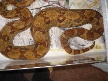 Triple het Sharp female X Sharp pos het Snow  Ovulation!