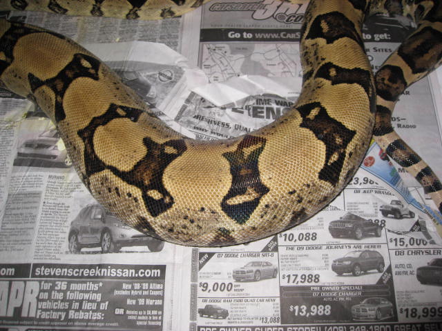 Hypo Jungle X Nice Anery Ovulation