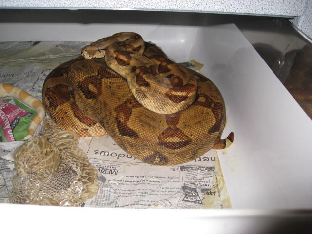 Triple het Sharp female X Sharp pos het snow P.O.S!