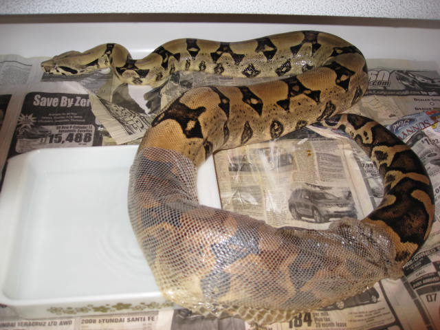 Hypo Jungle X Nice Anery P.O.S.!