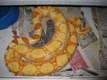 Special Sharp Breeding Ovulation!