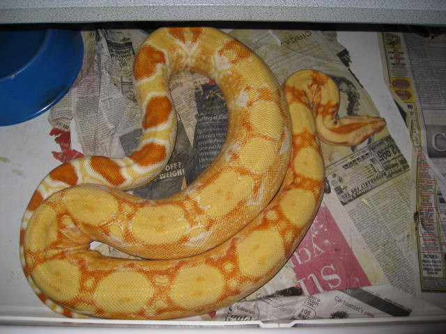 Special Sharp Breeding Ovulation!